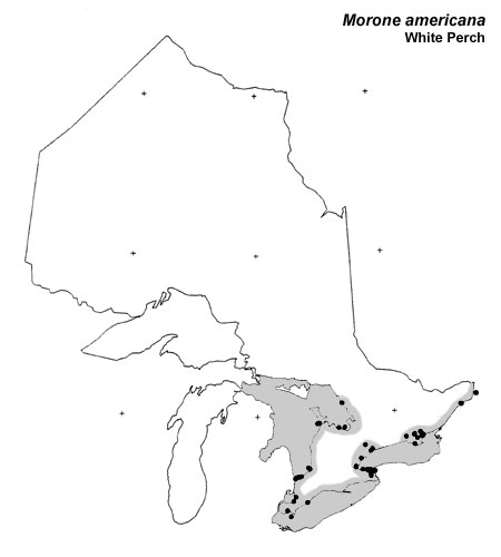 White Perch range