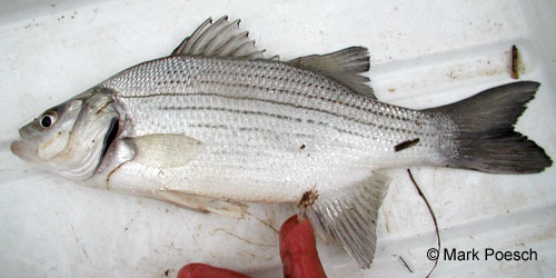 White Bass photograph
