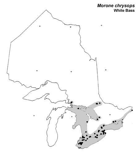 White Bass range