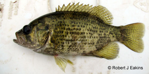 Rock Bass photograph