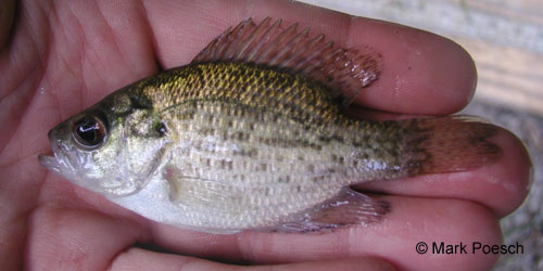 Rock Bass photograph