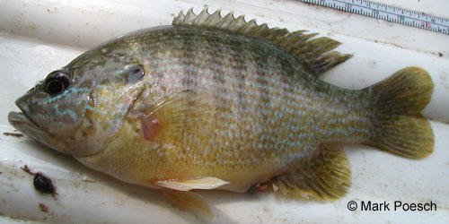 Green Sunfish photograph