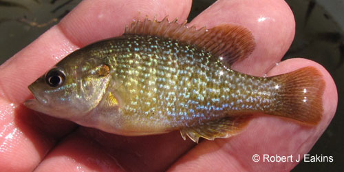 Green Sunfish photograph
