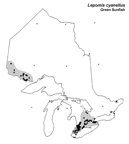 Green Sunfish range