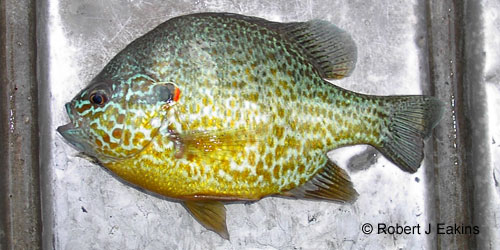Pumpkinseed photograph