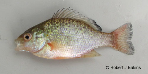 Pumpkinseed photograph