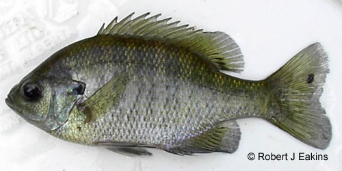 Bluegill photograph