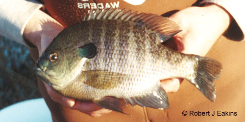 Bluegill photograph