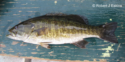 Smallmouth Bass photograph