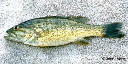 Smallmouth Bass photograph