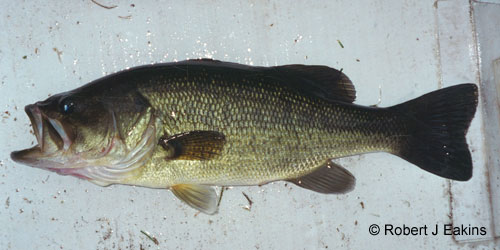Largemouth Bass photograph