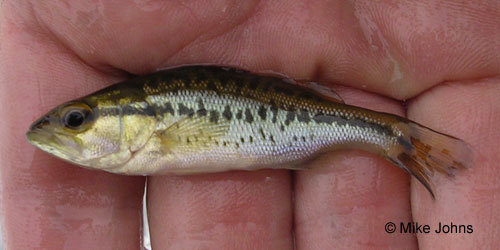 Largemouth Bass photograph
