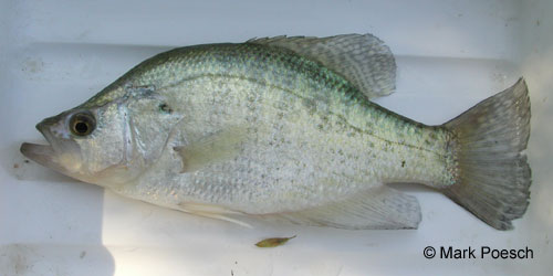 White Crappie photograph