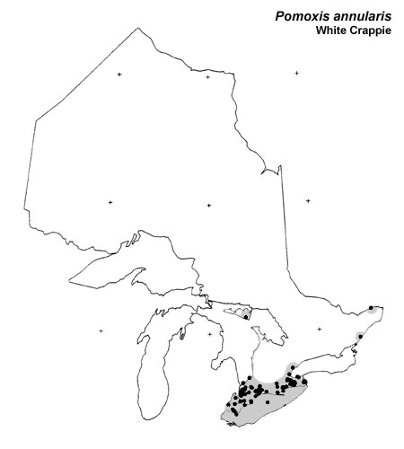 White Crappie range