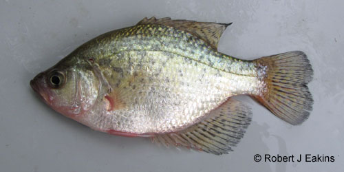 Black Crappie photograph