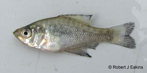 Black Crappie photograph