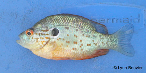 Orangespotted Sunfish photograph