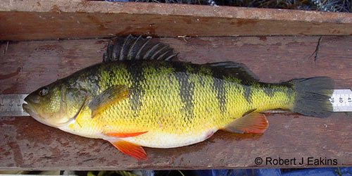 Yellow Perch photograph