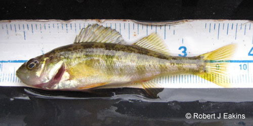 Yellow Perch photograph