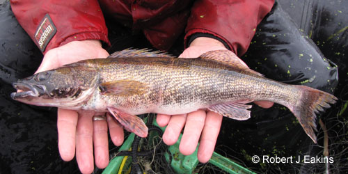 Sauger photograph