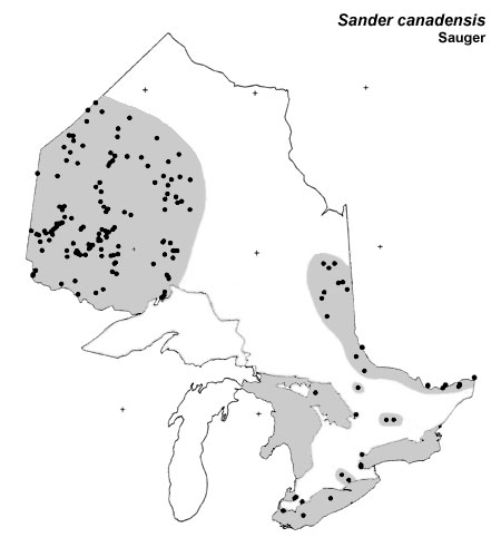Sauger range