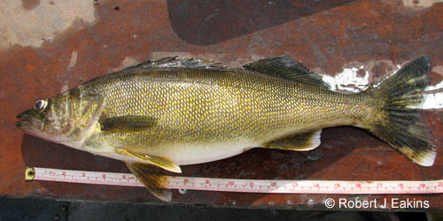 Walleye (yellow pickerel) photograph