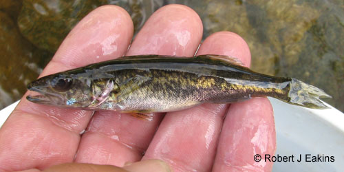 Walleye (yellow pickerel) photograph