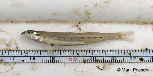 Eastern Sand Darter photograph