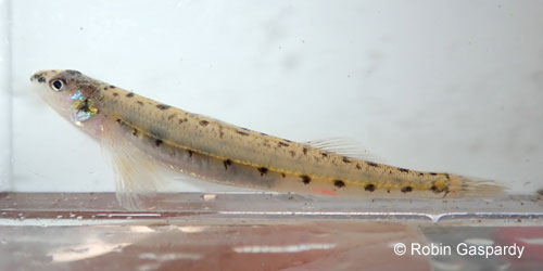 Eastern Sand Darter photograph