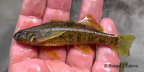 Greenside Darter photograph