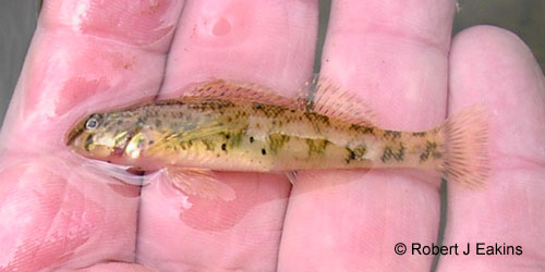 Greenside Darter photograph