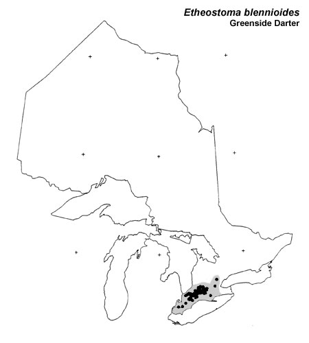 Greenside Darter range