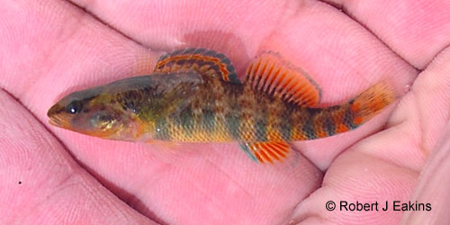 Rainbow Darter photograph