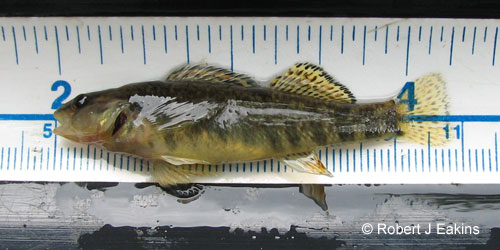 Rainbow Darter photograph