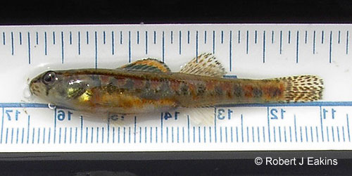 Iowa Darter photograph