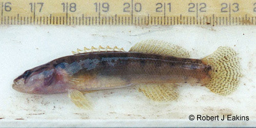 Fantail Darter photograph