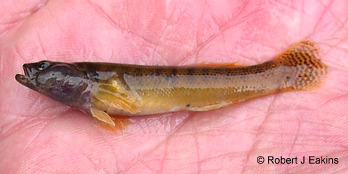 Fantail Darter photograph