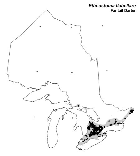 Fantail Darter range