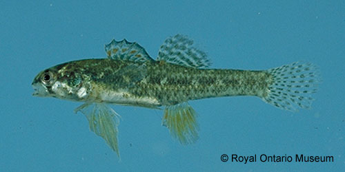Least Darter photograph