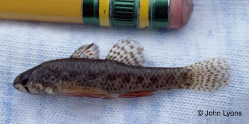 Least Darter photograph