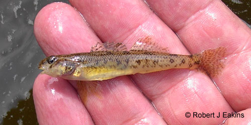 Johnny Darter photograph