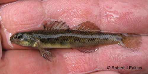 Johnny Darter photograph