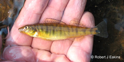 Logperch photograph
