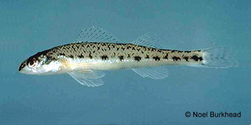 Channel Darter photograph