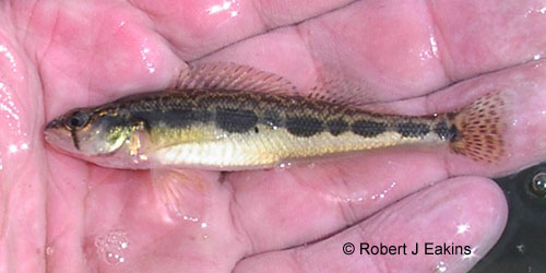 Blackside Darter photograph