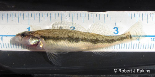 Blackside Darter photograph