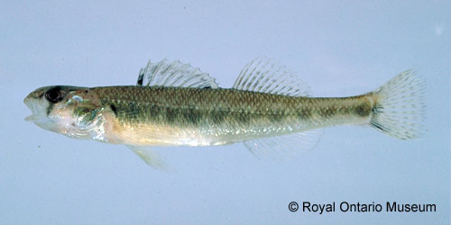River Darter photograph