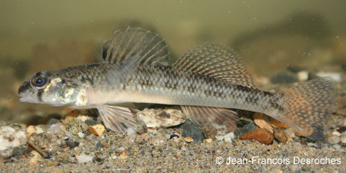 Tessellated Darter photograph