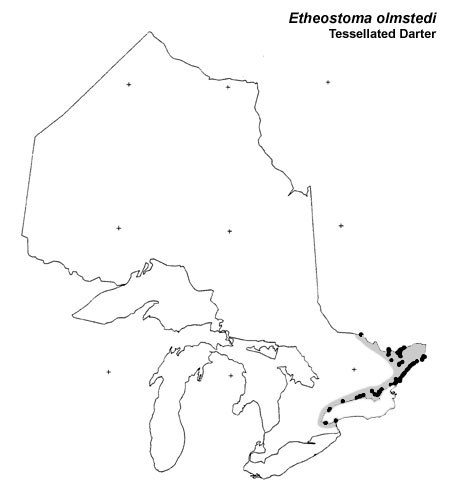 Tessellated Darter range