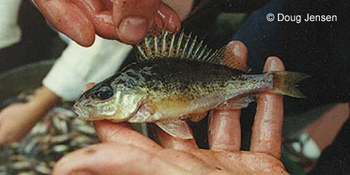 Ruffe photograph